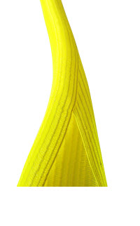 Self Closing Wrap - Yellow